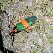 Colorful bug